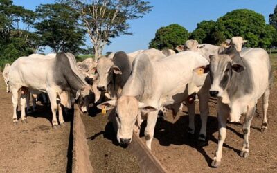 Pecuarista exibe detalhes do embarcadouro que melhoram bem-estar do gado no pré-abate