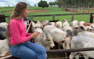 Pecuarista de SP produz bois precoces e bem terminados em “lavoura de arroba”