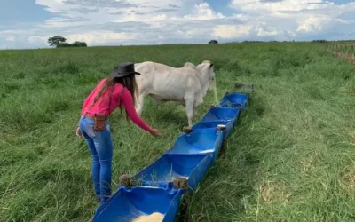 Pecuarista mostra como ter uma “lavoura de arrobas”