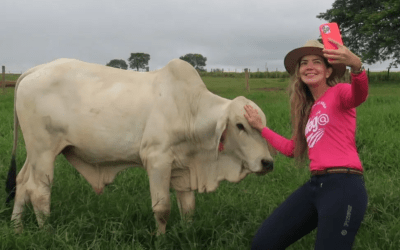 Empreendedora cria ‘Mega Lavoura de Arroba’ aliando sustentabilidade