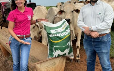 Mega visita técnica Coopercitrus Oficial, pastagem!