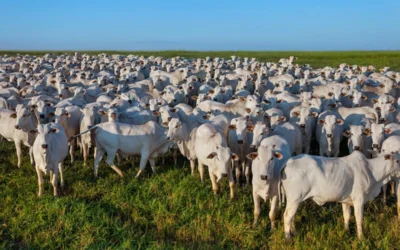 Alesp aprova fundo indenizatório contra febre aftosa